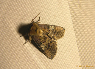 07653-Peppel-orvlinder - Tethea ocularis