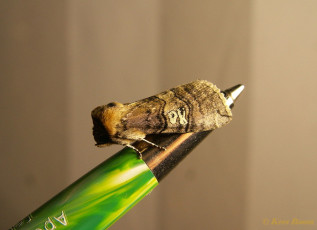 07654-Peppel-orvlinder - Tethea ocularis