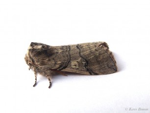 08000-Lente-orvlinder - Achlya flavicornis