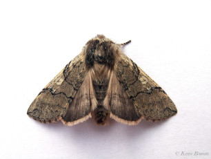 08004-Lente-orvlinder - Achlya flavicornis