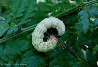 08060-Groenige orvlinder - Polyploca ridens