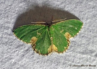 09580-Gevlekte-zomervlinder-Comibaena-bajularia
