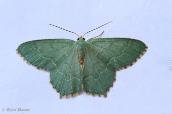 09722-Kleine zomervlinder - Hemithea aestivaria