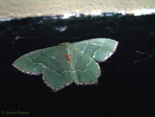 09723-Kleine zomervlinder - Hemithea aestivaria