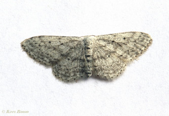 12333-Paardenbloemspanner - Idaea seriata