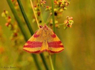 13102- Zuringspanner - Lythria cruentaria