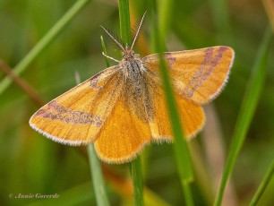 13104-Zuringspanner-Lythria-cruentaria