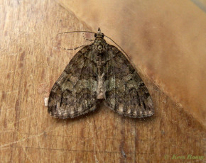 21223-Groenbandspanner - Hydriomena impluviata