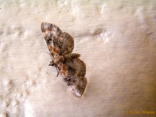 26443-Vlasbekdwergspanner - Eupithecia linariata