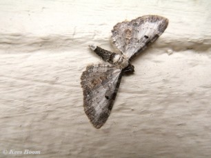 29023-Witvlakdwergspanner - Eupithecia succenturiata