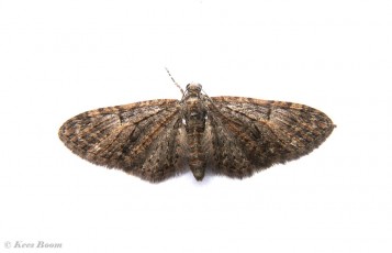 29998-Voorjaarsdwergspanner - Eupithecia abbreviata