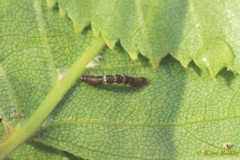 37929-Herculesje - Selenia dentaria