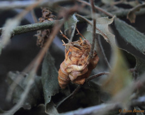 37942-Herculesje - Selenia dentaria