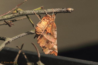 37945-Herculesje - Selenia dentaria