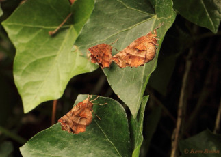 37950-Herculesje - Selenia dentaria