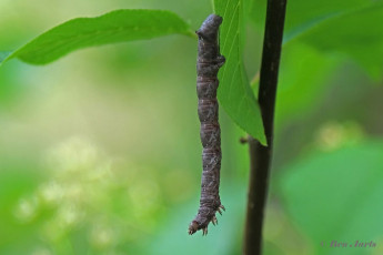38930-Gepluimde-spanner-Colotois-pennaria