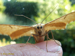 39525-Oranje iepentakvlinder - Angerona prunaria