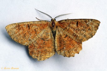39527-Oranje iepentakvlinder - Angerona prunaria