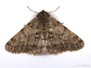 39664-Perentak - Phigalia pilosaria