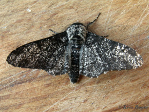 40593-Peper en zoutvlinder - Biston betularia