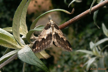 40662-Kleine voorjaarsspanner - Agriopis leucophaearia