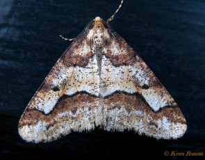 40854-Grote wintervlinder - Erannis defoliaria
