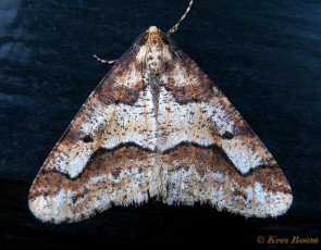 40854-Grote wintervlinder - Erannis defoliaria