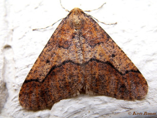 40856-Grote wintervlinder - Erannis defoliaria