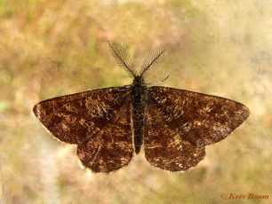 44733-Gewone heispanner - Ematurga atomaria