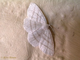 45524-Witte grijsbandspanner - Cabera pusaria