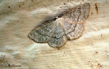 45594-Bruine grijsbandspanner - Cabera exanthemata