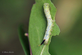 51578J-Doodshoofdvlinder-Acherontia-atropos