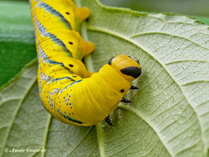 51584E-Doodshoofdvlinder-Acherontia-atropos