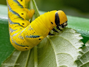 51584G-Doodshoofdvlinder-Acherontia-atropos