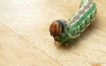 51648-Dennenpijlstaart - Sphinx pinastri