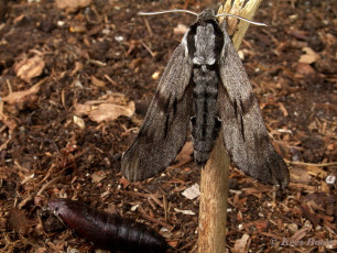 51664-Dennenpijlstaart - Sphinx pinastri