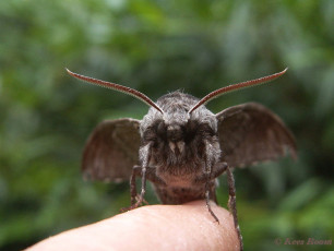 51666-Dennenpijlstaart - Sphinx pinastri