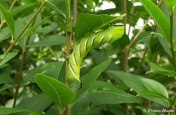 51715-Ligusterpijlstaart - Sphinx ligustri
