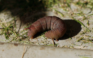 51790-Lindepijlstaart-Mimas-tiliae