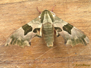 51804-Lindepijlstaart - Mimas tiliae