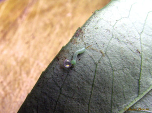 51854-Pauwoogpijlstaart - Smerinthus ocellata