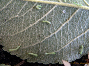 51855-Pauwoogpijlstaart - Smerinthus ocellata