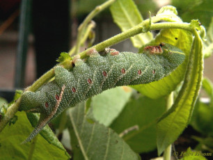 51860-Pauwoogpijlstaart - Smerinthus ocellata