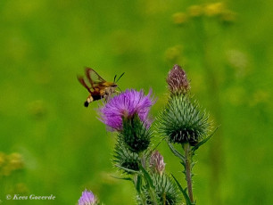 52018-Glasvleugelpijlstaart-Hemaris-fuciformis