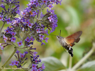 52220-Kolibrievlinder - Macroglossum stellatarum