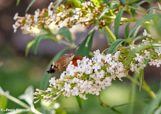 52220G-Kolibrievlinder-Macroglossum-stellatarum