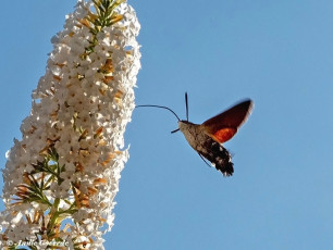 52220H-Kolibrievlinder-Macroglossum-stellatarum