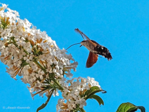 52220I-Kolibrievlinder-Macroglossum-stellatarum