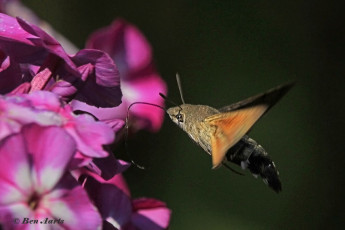 52222-Kolibrievlinder-Macroglossum-stellatarum