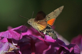 52223-Kolibrievlinder-Macroglossum-stellatarum